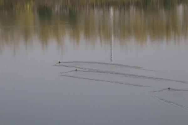 【行走大运河】“河畅、水清、岸绿、景美” 大沙河成焦作靓丽名片