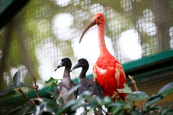 郑州市动物园的美洲红鹮宝宝满月啦