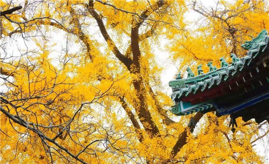 嵩山少林寺千年银杏已到了一年之中最美时节！