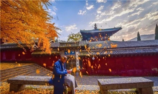 嵩山少林寺千年银杏已到了一年之中最美时节！