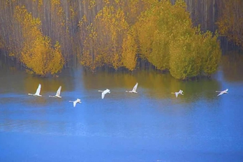 三门峡黄河湿地：秋意渐浓 风景美如画