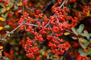 平顶山:秋日胜春朝