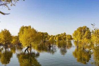 新疆：胡杨见证