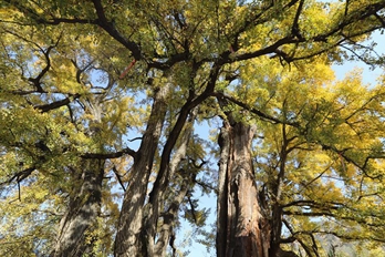 洛阳洛宁:千年“姊妹树” 满目是金黄