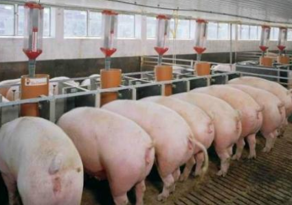 猪肉价格连涨19个月后首次转降 同比下降2.8%