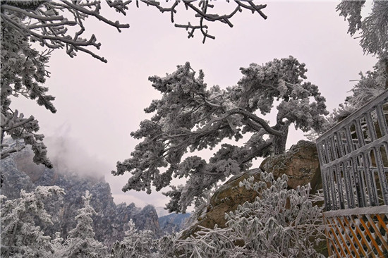小雪节气，老界岭景区出现壮美雾凇奇观！