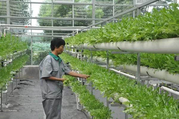 邓州市：“三模式”培育种养循环产业 力促县域经济发展