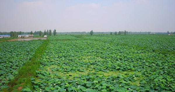 邓州市农业农村局:‘三模式” 培育种养循环产业力促县域经济发展
