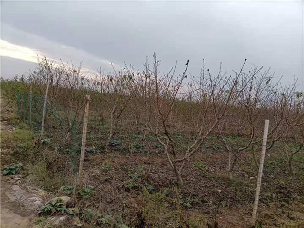 河南省唐河县苍台镇:创特色 促振兴 “三农”领域新进展