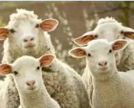 3万只羊续集来了！湖北向蒙古国回赠防疫生活物资