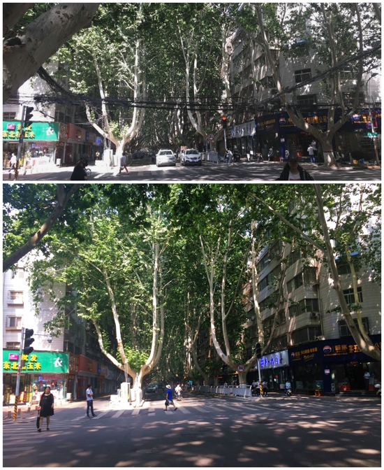 支部建在路上 民兵冲在前方 金水区党建引领克难攻坚 全力做好架空通信线缆入地整治工作