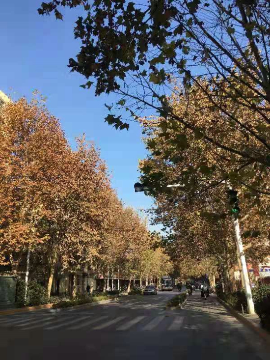 支部建在路上 民兵冲在前方 金水区党建引领克难攻坚 全力做好架空通信线缆入地整治工作