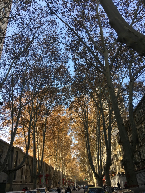 支部建在路上 民兵冲在前方 金水区党建引领克难攻坚 全力做好架空通信线缆入地整治工作