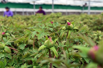 洛阳：40万盆催花牡丹供应节日市场