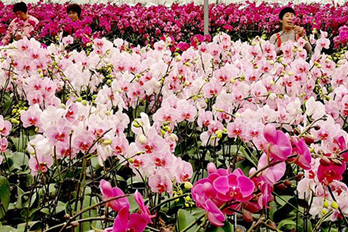 洛阳：蝴蝶兰花开争艳