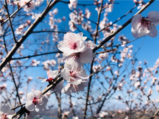 【花情预报第一期】桃花初盛迎春到，来荆紫仙山，开启2021赏花第一波!