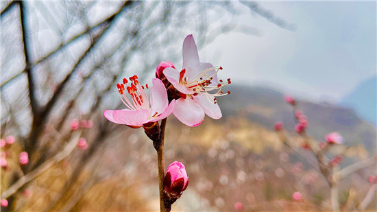 【花情预报第一期】桃花初盛迎春到，来荆紫仙山，开启2021赏花第一波!