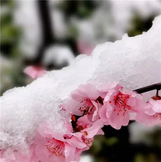 桃雪有幸，与人皆和丨龙潭大峡谷迎来牛年第一场桃花雪