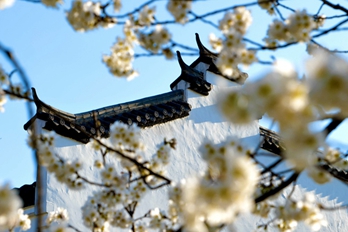 信阳花海醉游人