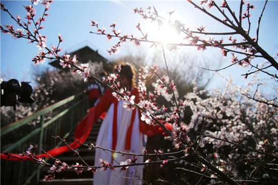【花情预报第三期】荆紫仙山桃花已悄然绽放，春天真的来了！