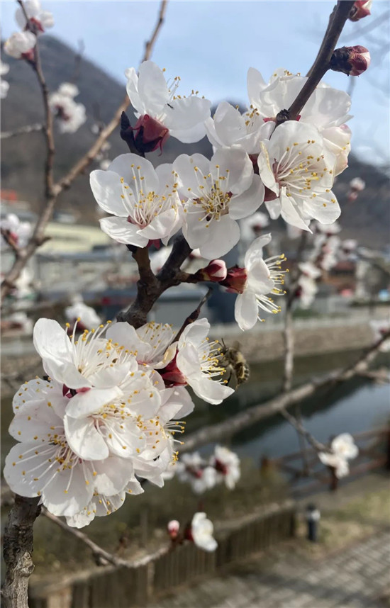 汉服游龙潭，花开迎女神丨三月活动带您玩转整个春天！