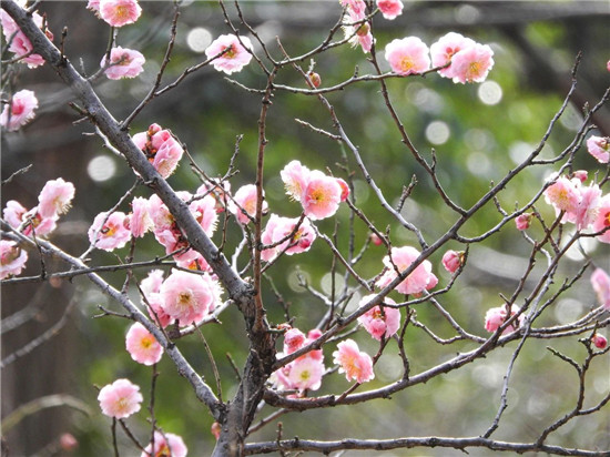 汉服游龙潭，花开迎女神丨三月活动带您玩转整个春天！
