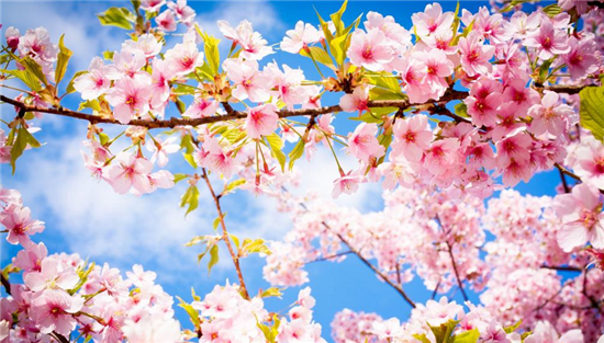 植树节丨白云山踏春之行，莫负春光好，来种樱花树！