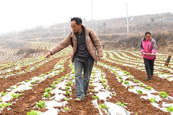 济源：种植户白菜制种管理忙