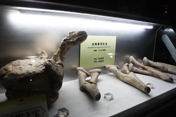 堪称绝品！河南自然博物馆发布首批十大镇馆之宝