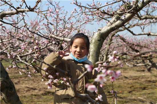 河南西华第十七届桃花节开幕，万亩桃园等你来！