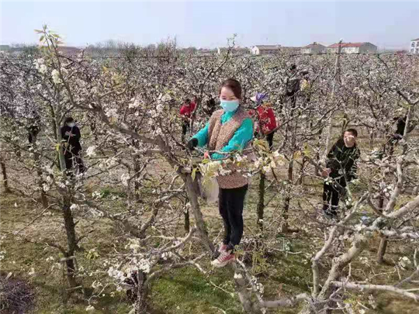 中国•宁陵第十八届梨花节开幕