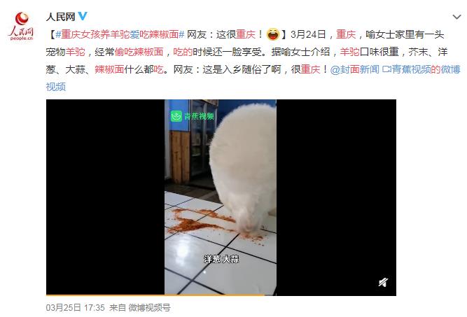 重庆女孩养的羊驼偷吃辣椒面 网友：加点孜然就把自己烤了
