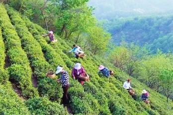 罗山朱堂：茶乡春色美 满山茶飘香