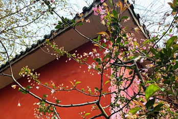 郑州：海棠花开 人在花中笑