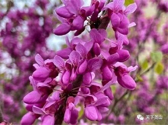 春漾尧山 I 紫荆花开，等你在紫色的梦里