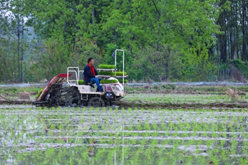 信阳光山: 再生水稻插秧忙