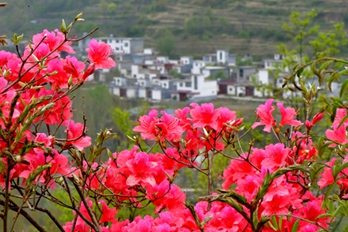 河南汝阳:杜鹃花开山村美