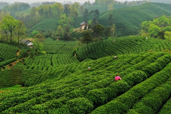信阳市浉河区：茶山春色美 “雨前茶”飘香
