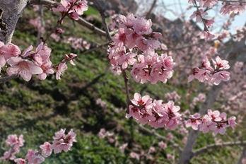 焦作博爱：桃花别样红