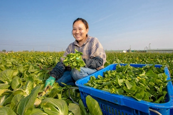 商丘柘城：蔬菜采摘保供忙