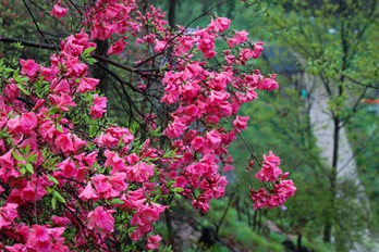 辉煌百年路！汝阳：杜鹃花开映山红
