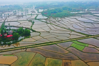 水田如镜！河南：春日田园美如画