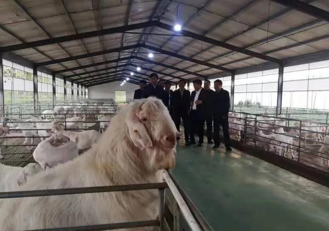 河南省农业农村厅副厅长王俊忠一行到豫东牧业调研山羊种业发展