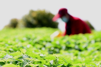 河南济源：冬凌草种植助力乡村振兴