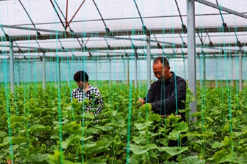 信阳：“大棚蔬菜”鼓起农民“钱袋子”