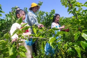 信阳光山：桑葚飘香迎客来
