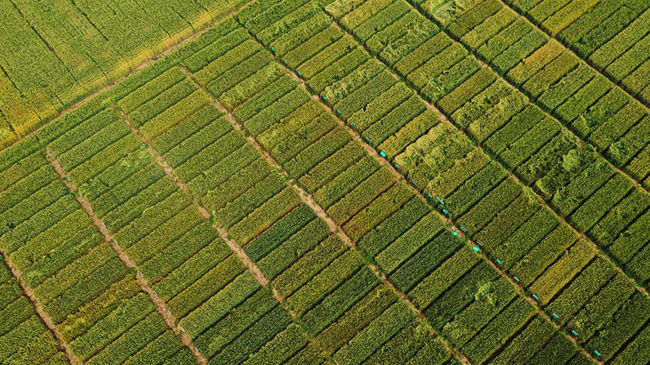 【飞“阅”中国】中原大地 麦浪翻滚
