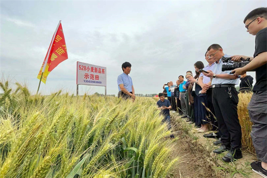 528小麦新品系新闻发布会暨现场观摩会在正阳县举行