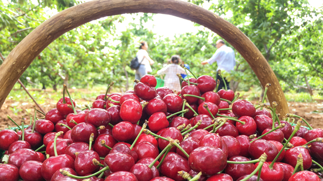 洛阳：小樱桃映红致富路