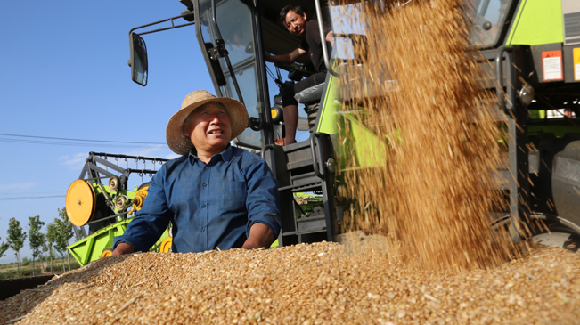 平顶山宝丰：小麦机收“开镰”